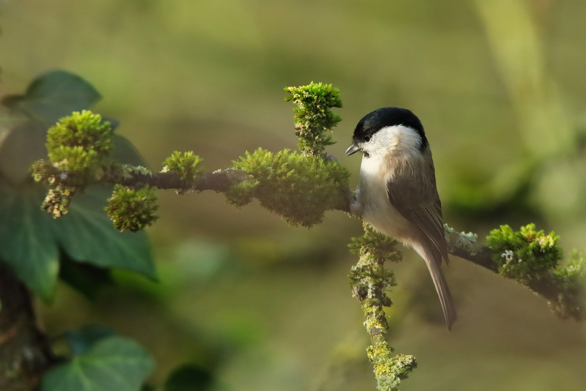 Mésange nonnette