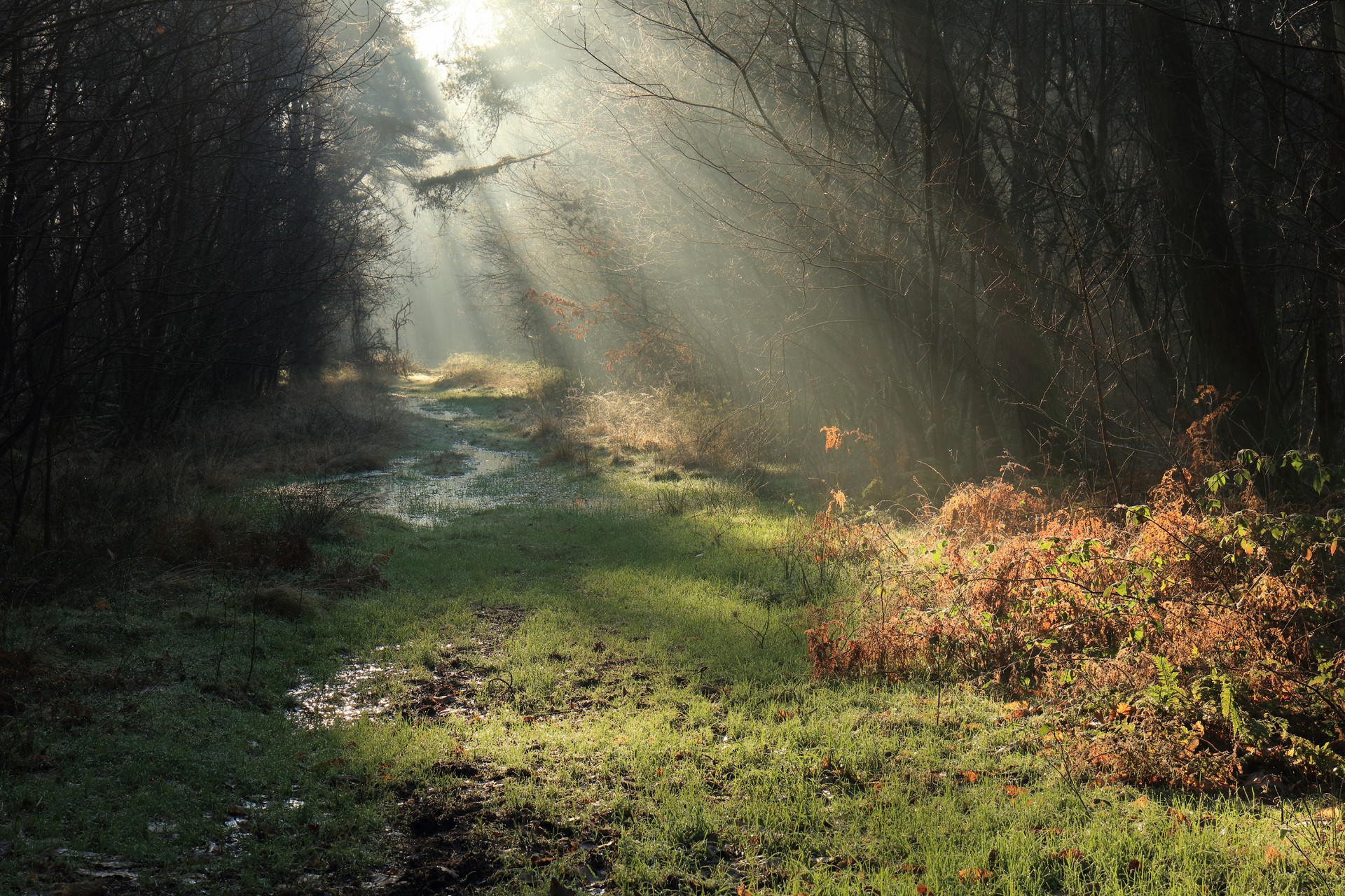 Sous-bois