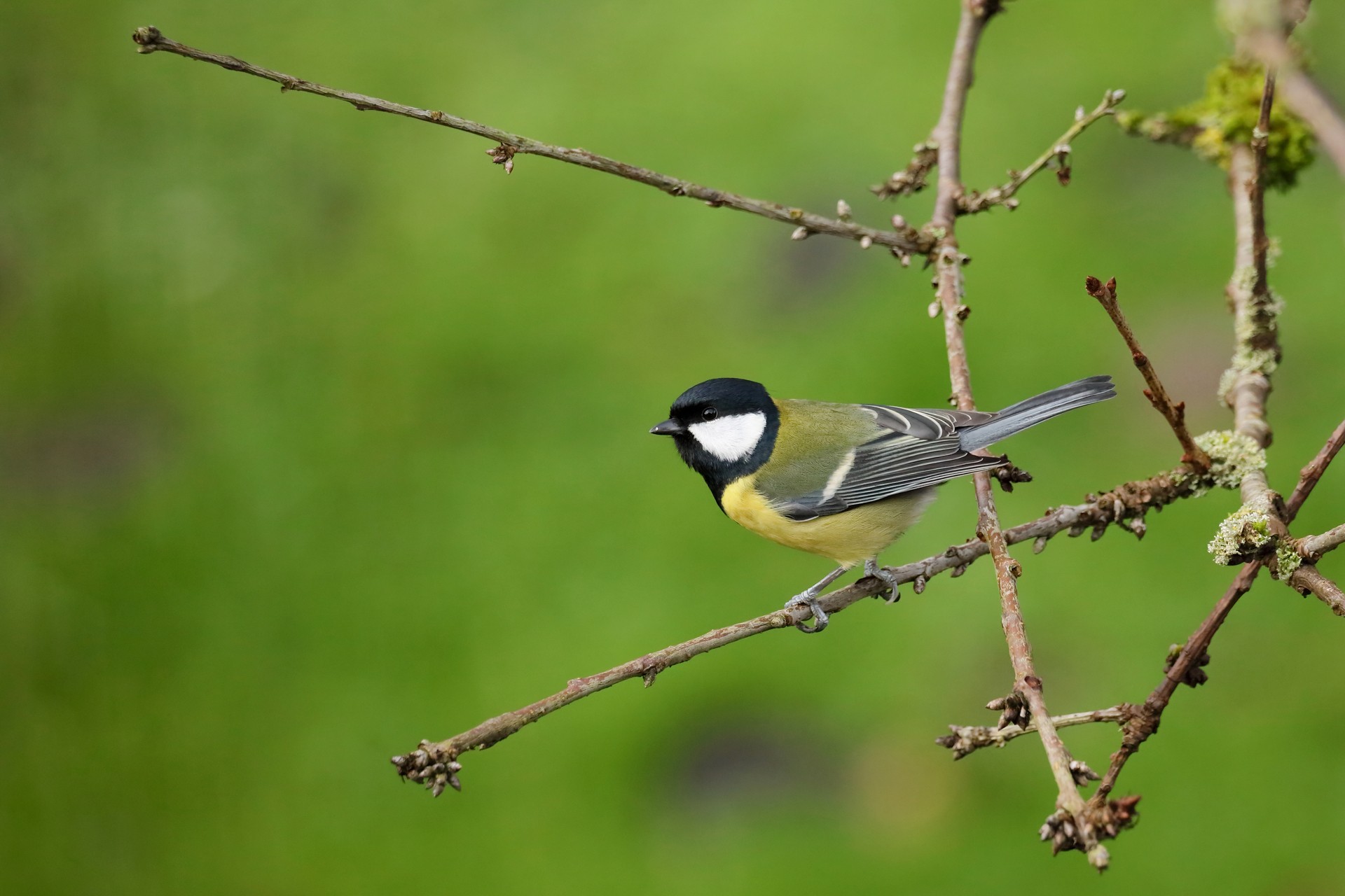 Mésange charbonnière