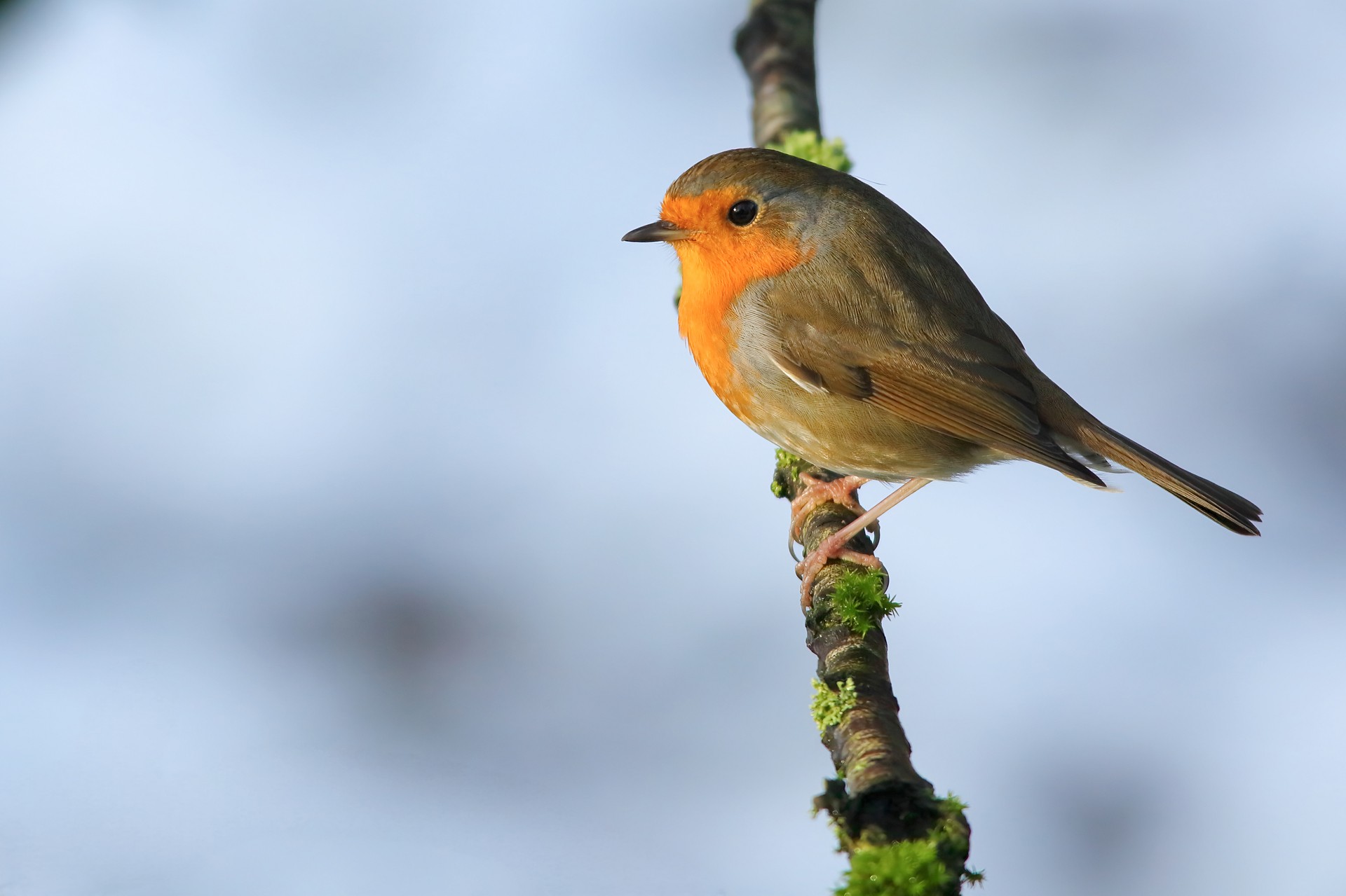 Rouge-Gorge en hiver