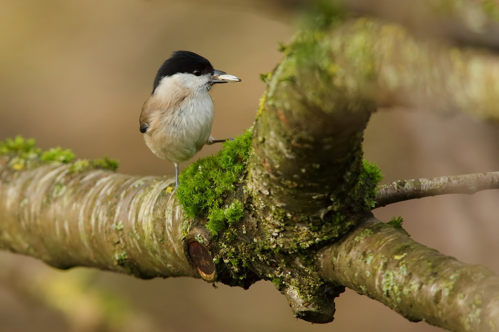 Mésange nonnette