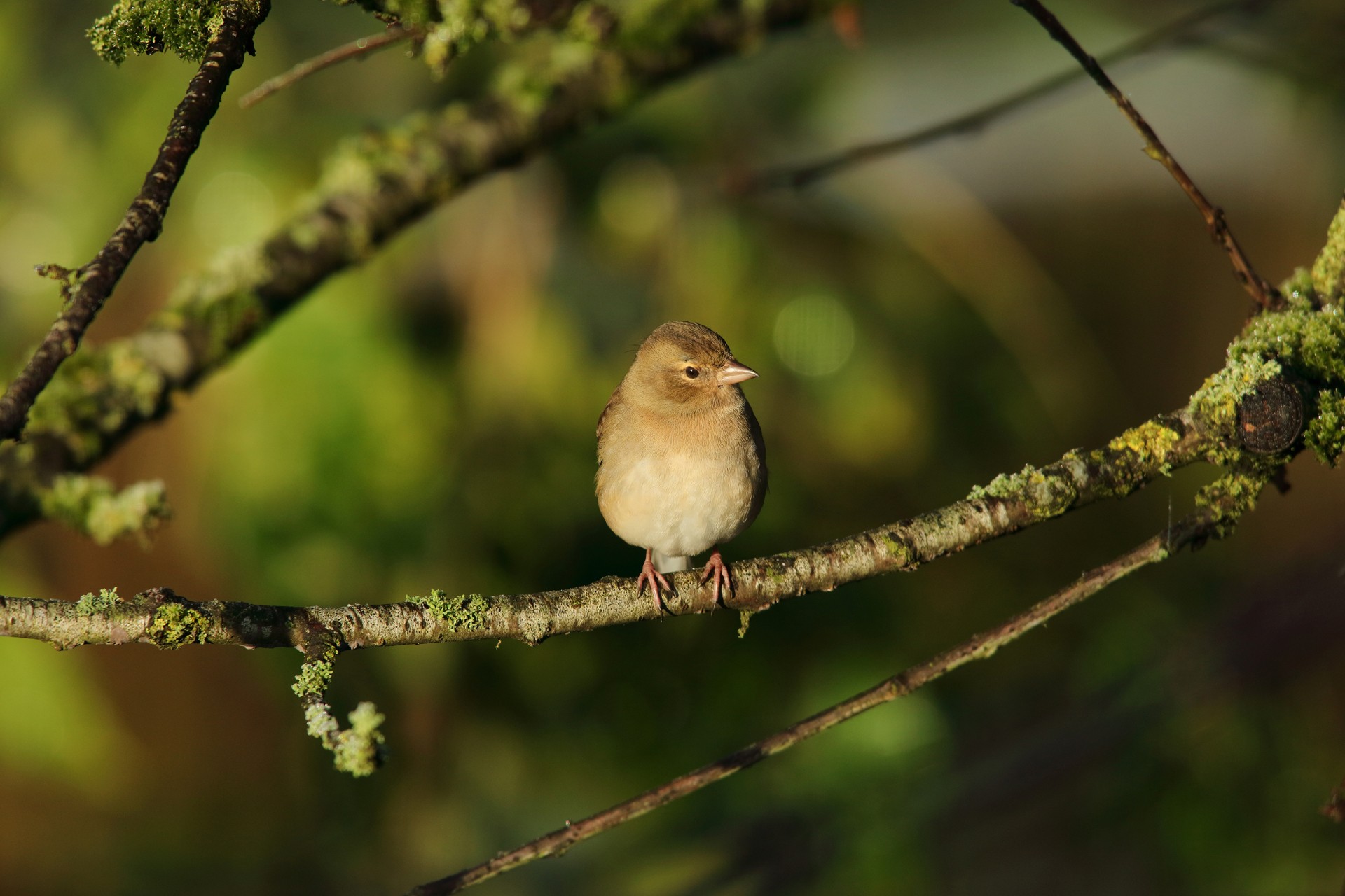 Pinson des arbres femelle