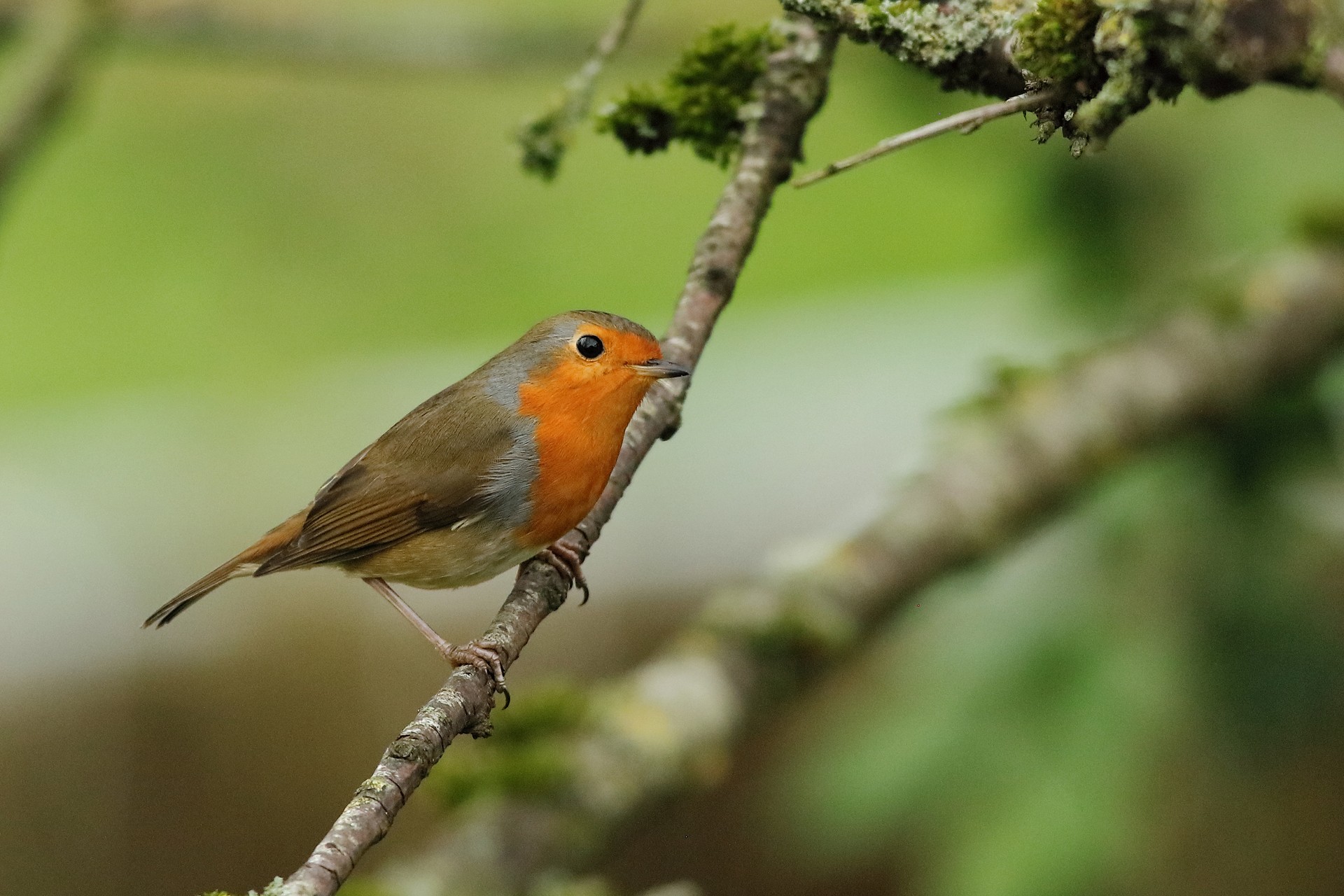 Rouge-Gorge