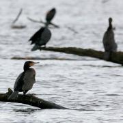 Grands cormorans
