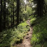 Sentier GR 5 dans les Vosges, près de l'étang du Devin