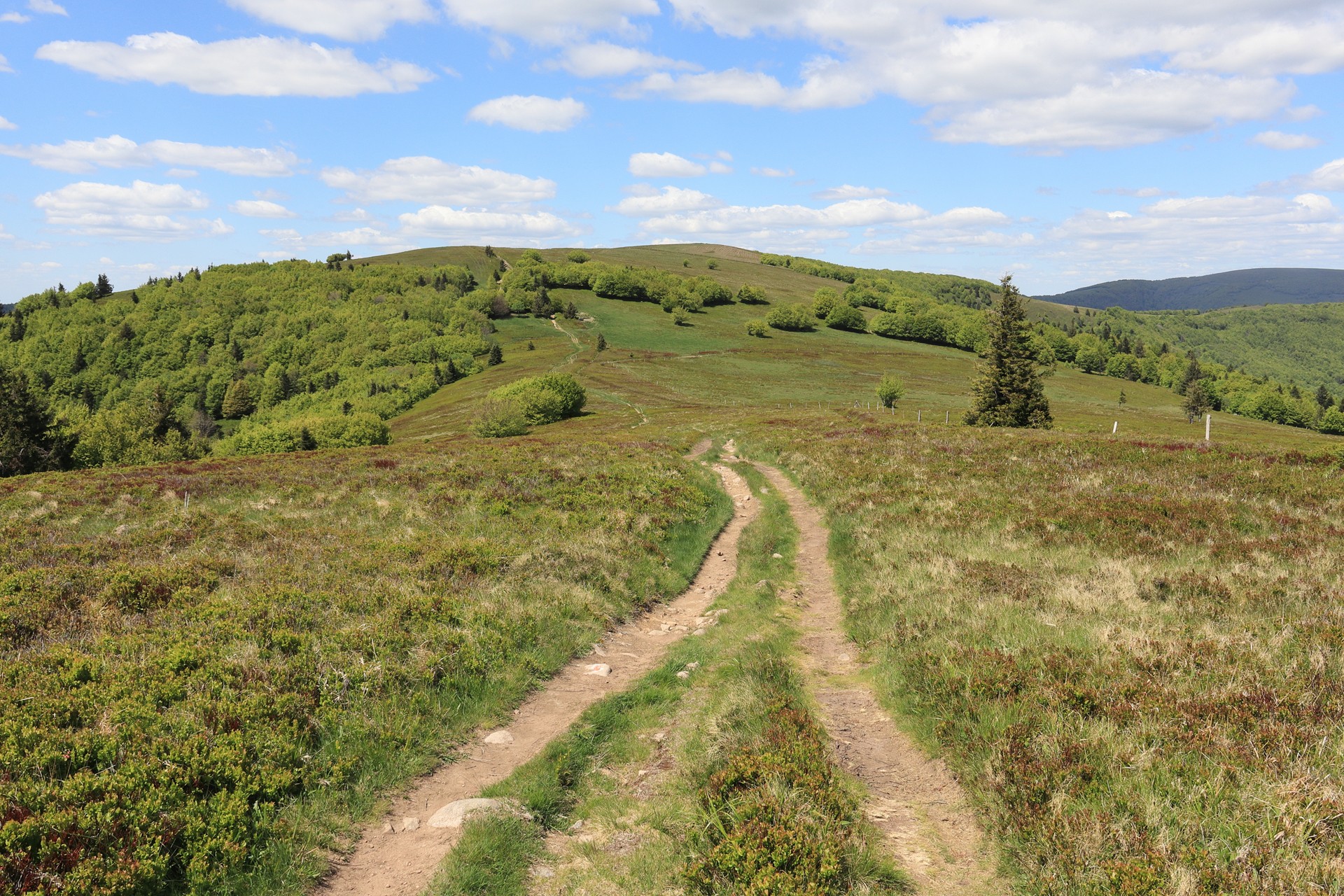 GR 5, sentier des crêtes près du Markstein