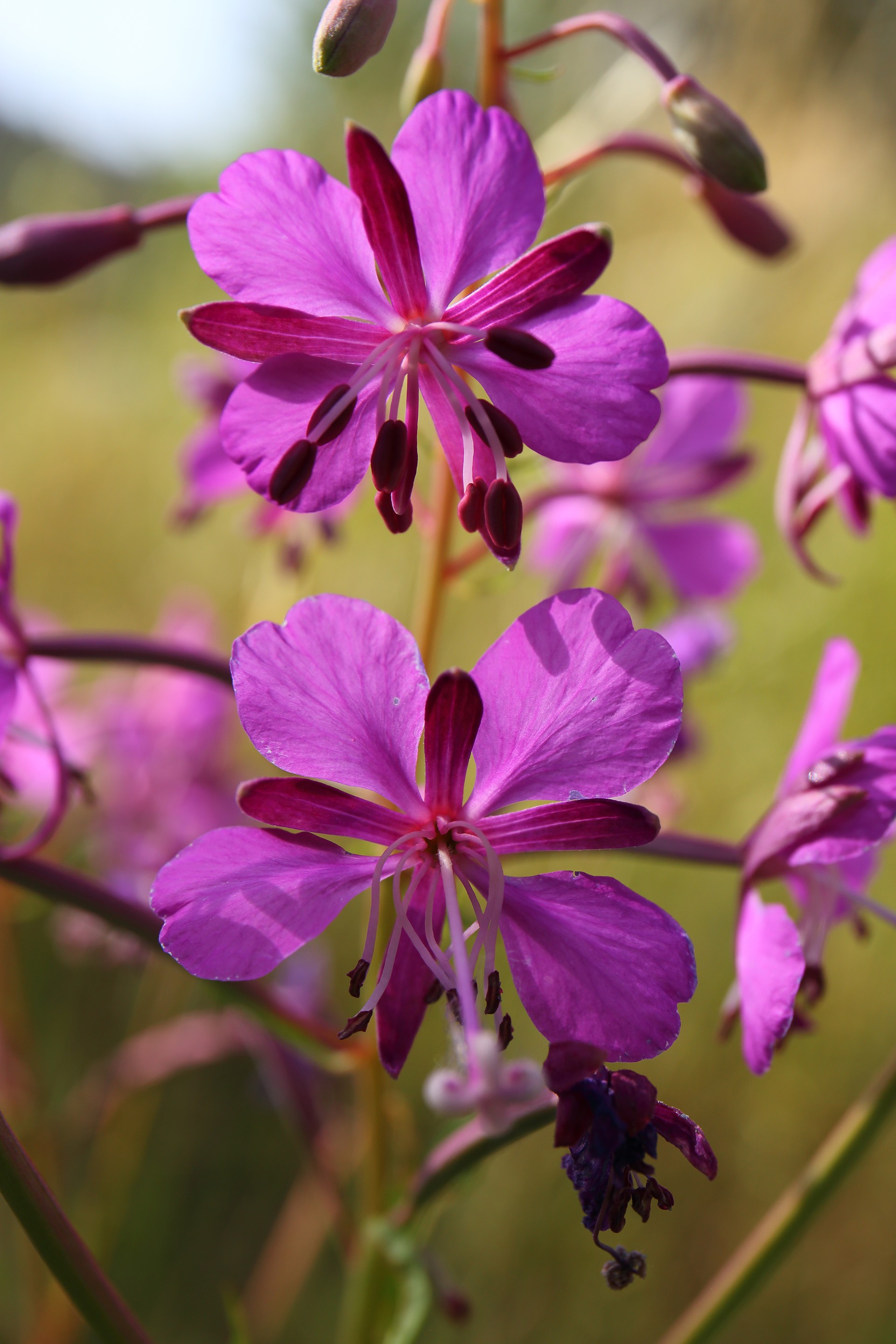 Fleur des alpages, Queyras