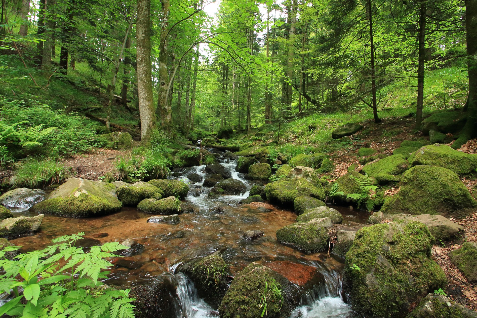 Rivière dans les Vosges, près de Hohwald, sentier GR 5.