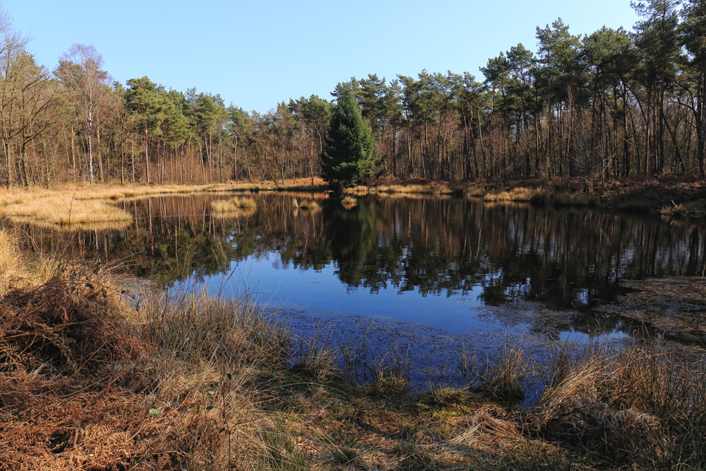 Lac forestier